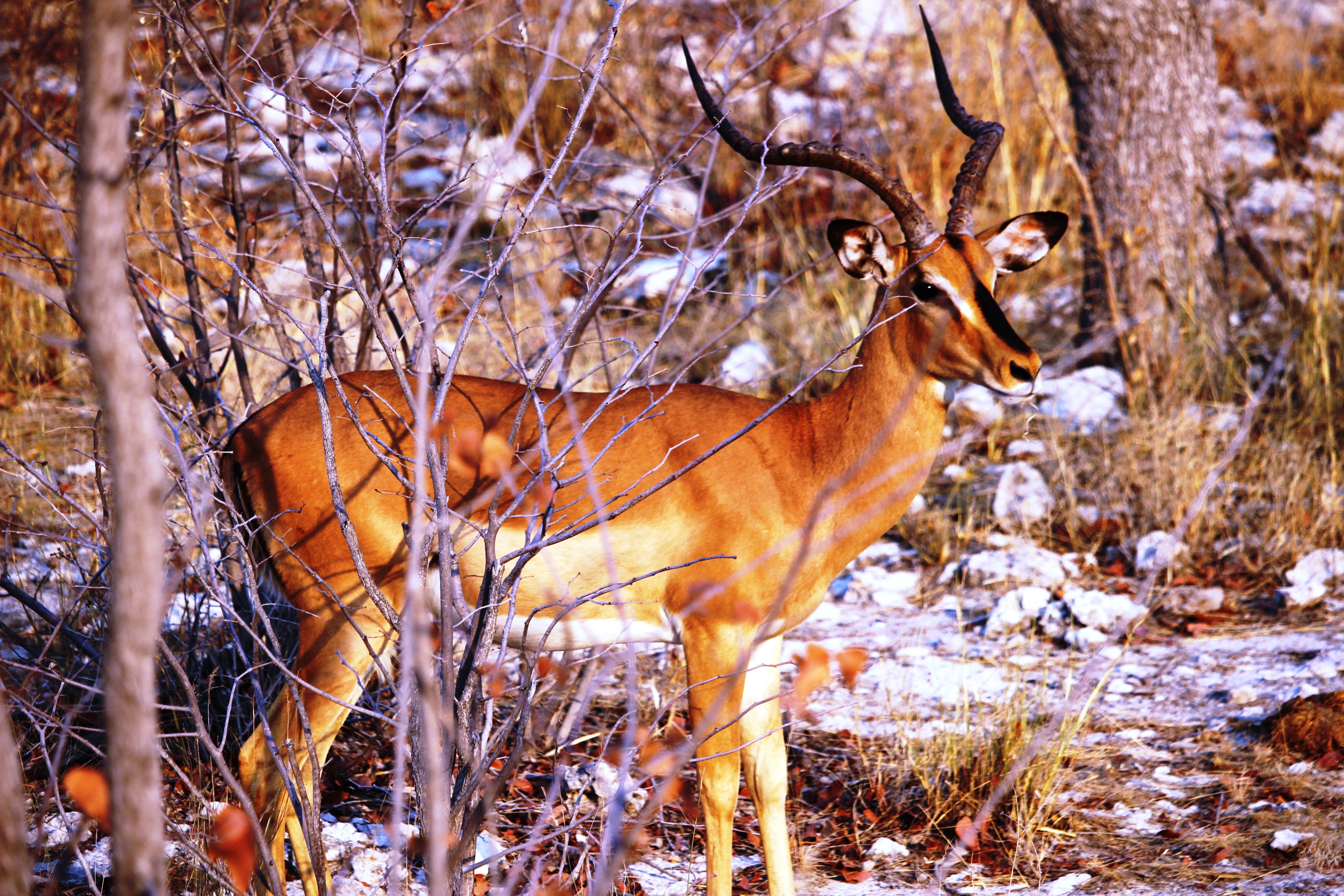 Springbok